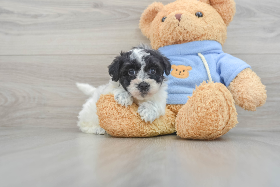 Popular Havapoo Poodle Mix Pup