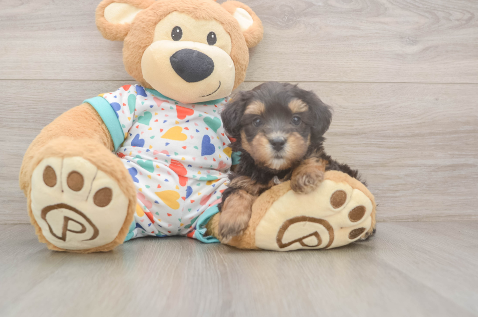 5 week old Havapoo Puppy For Sale - Premier Pups