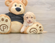7 week old Havapoo Puppy For Sale - Premier Pups