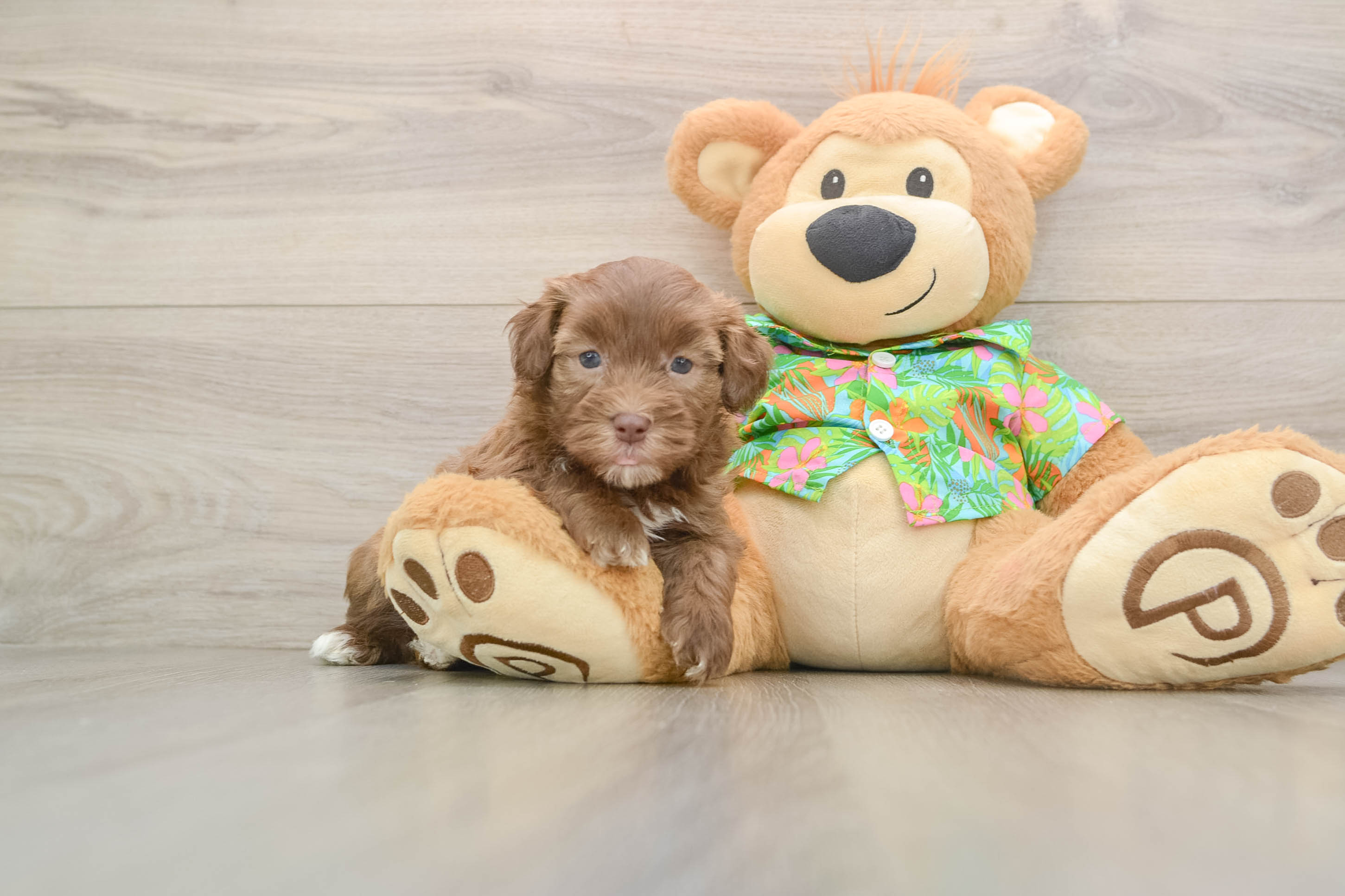 Small Havapoo Baby