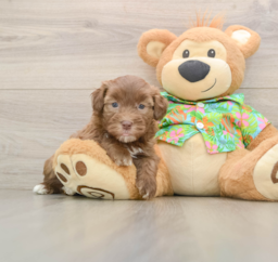 5 week old Havapoo Puppy For Sale - Premier Pups