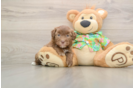 Small Havapoo Baby