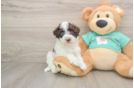 Petite Havapoo Poodle Mix Pup