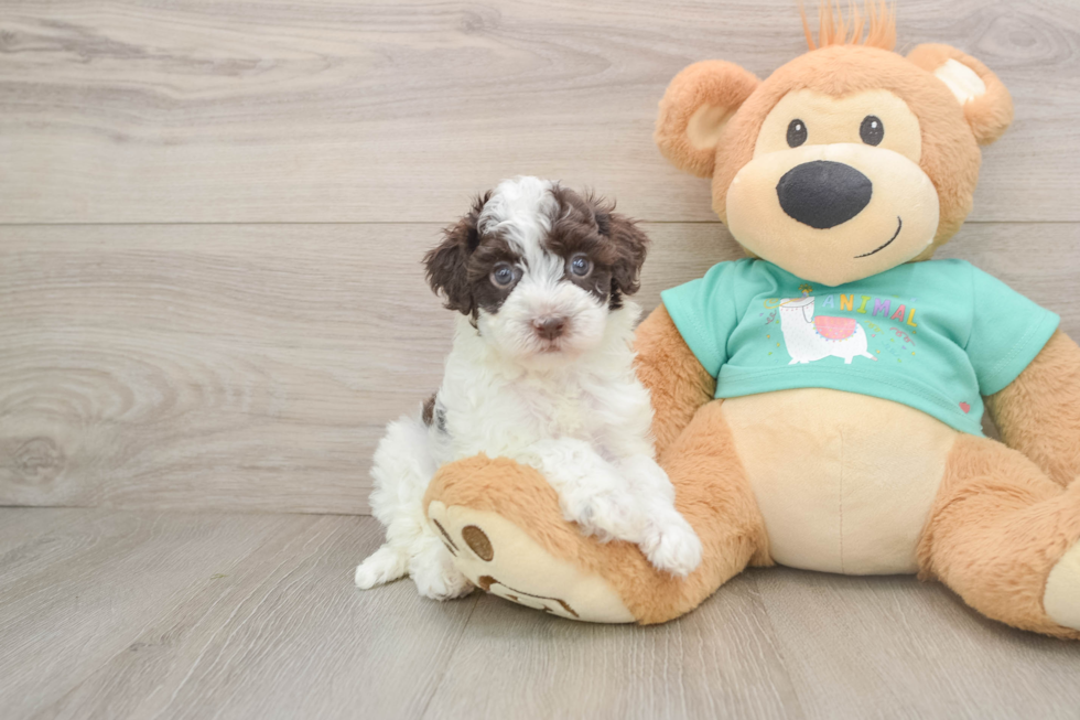 Petite Havapoo Poodle Mix Pup