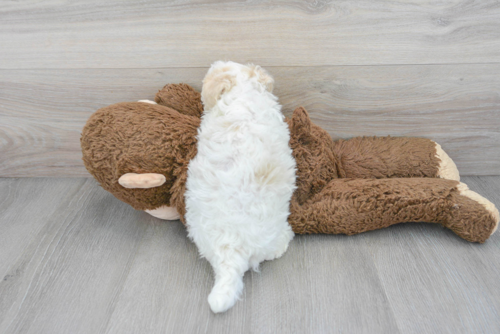 Fluffy Havapoo Poodle Mix Pup