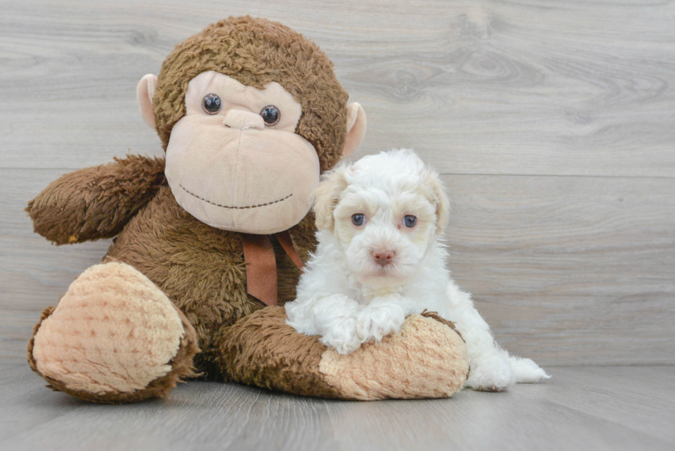 Smart Havapoo Poodle Mix Pup