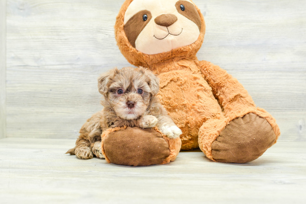 Smart Havapoo Poodle Mix Pup