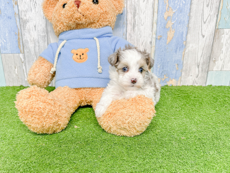 Playful Havadoodle Poodle Mix Puppy