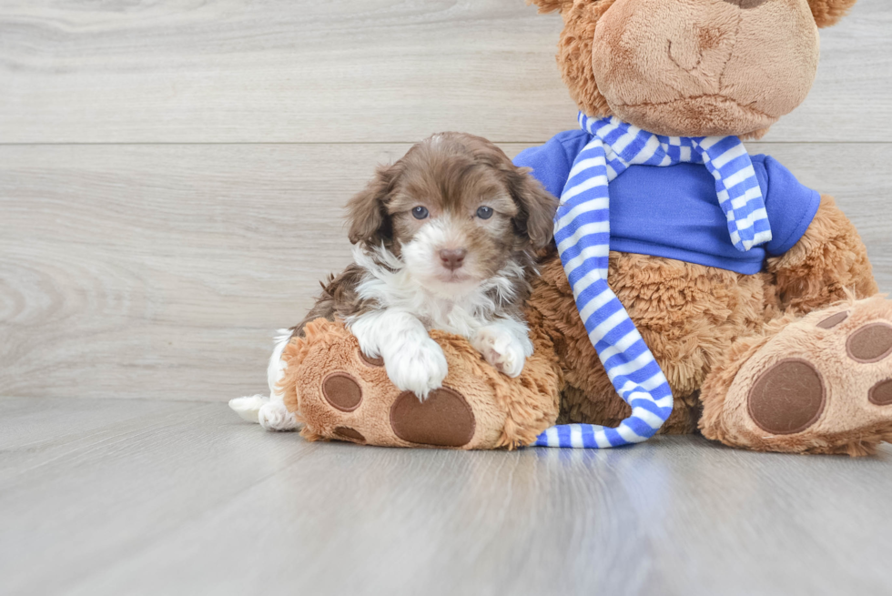 Petite Havapoo Poodle Mix Pup