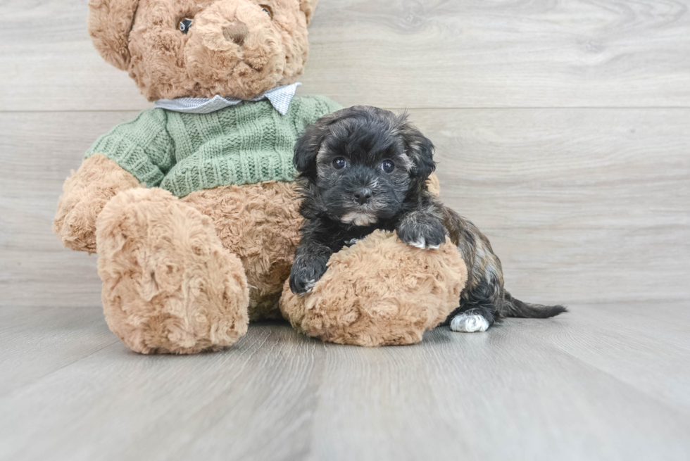 Petite Havapoo Poodle Mix Pup