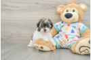 Havapoo Pup Being Cute