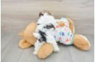 Petite Havapoo Poodle Mix Pup