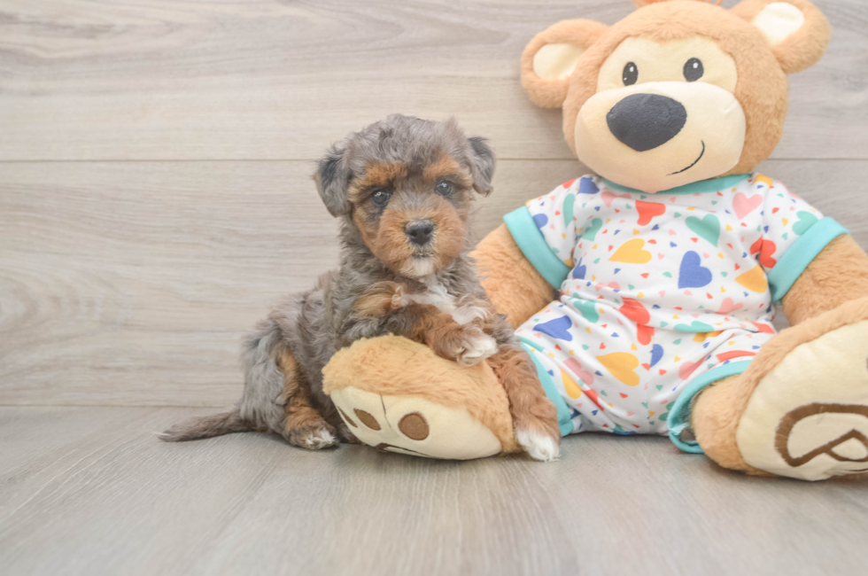 5 week old Havapoo Puppy For Sale - Premier Pups