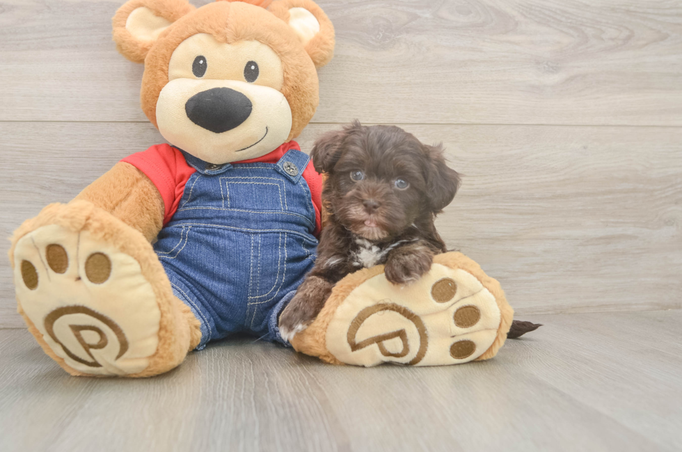 5 week old Havapoo Puppy For Sale - Premier Pups