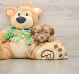 6 week old Havapoo Puppy For Sale - Premier Pups