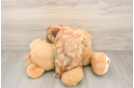 Havapoo Puppy for Adoption
