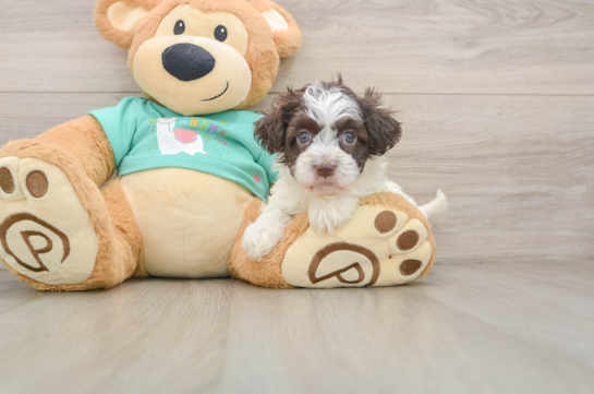 Little Havadoodle Poodle Mix Puppy