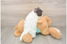 Energetic Havadoodle Poodle Mix Puppy