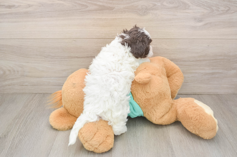 Energetic Havadoodle Poodle Mix Puppy