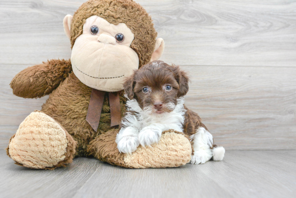 Funny Havapoo Poodle Mix Pup