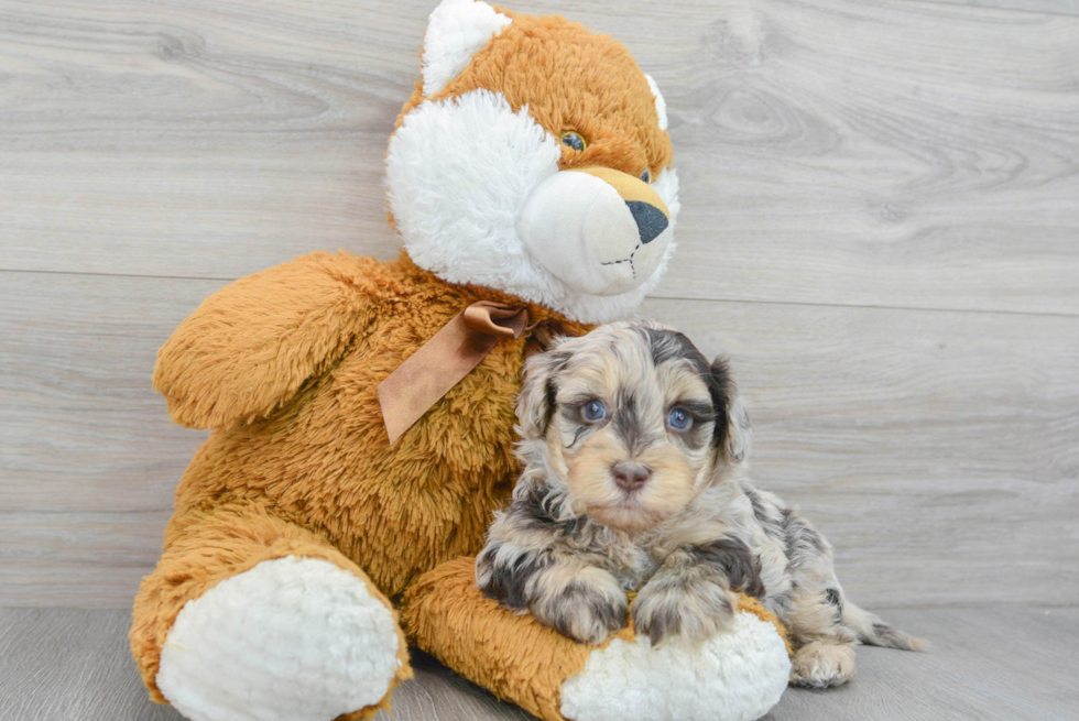 Fluffy Havapoo Poodle Mix Pup