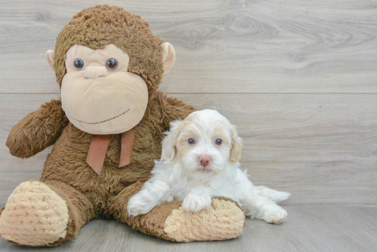 Hypoallergenic Havanese Poodle Mix Puppy