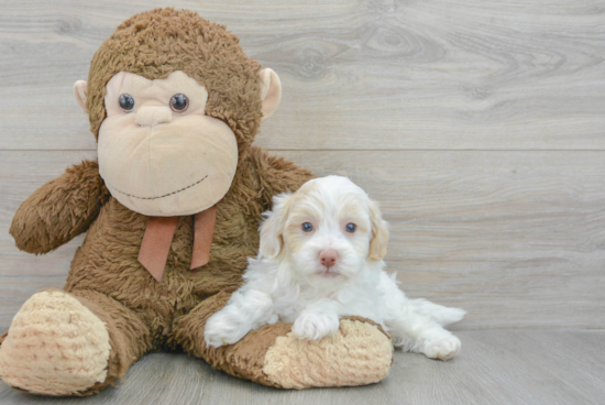 Hypoallergenic Havanese Poodle Mix Puppy