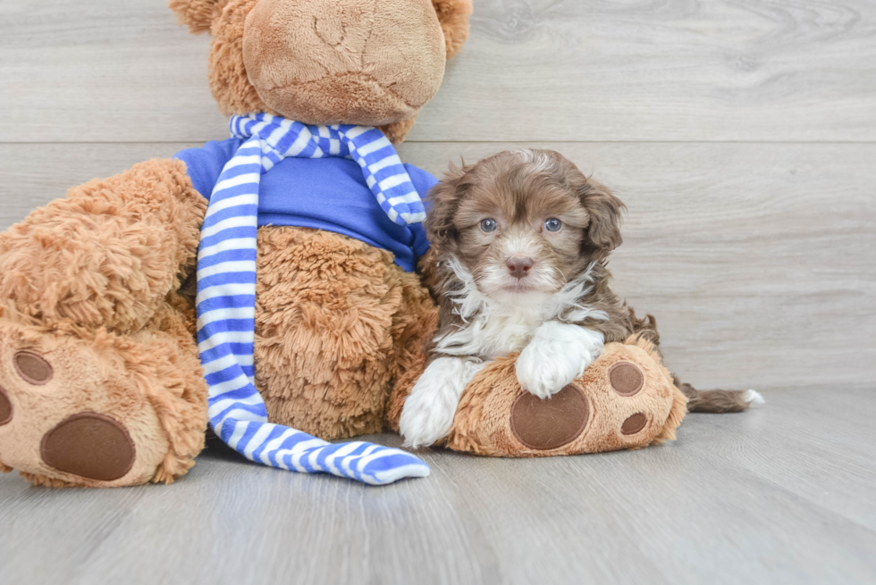 Little Havanese Poodle Mix Puppy