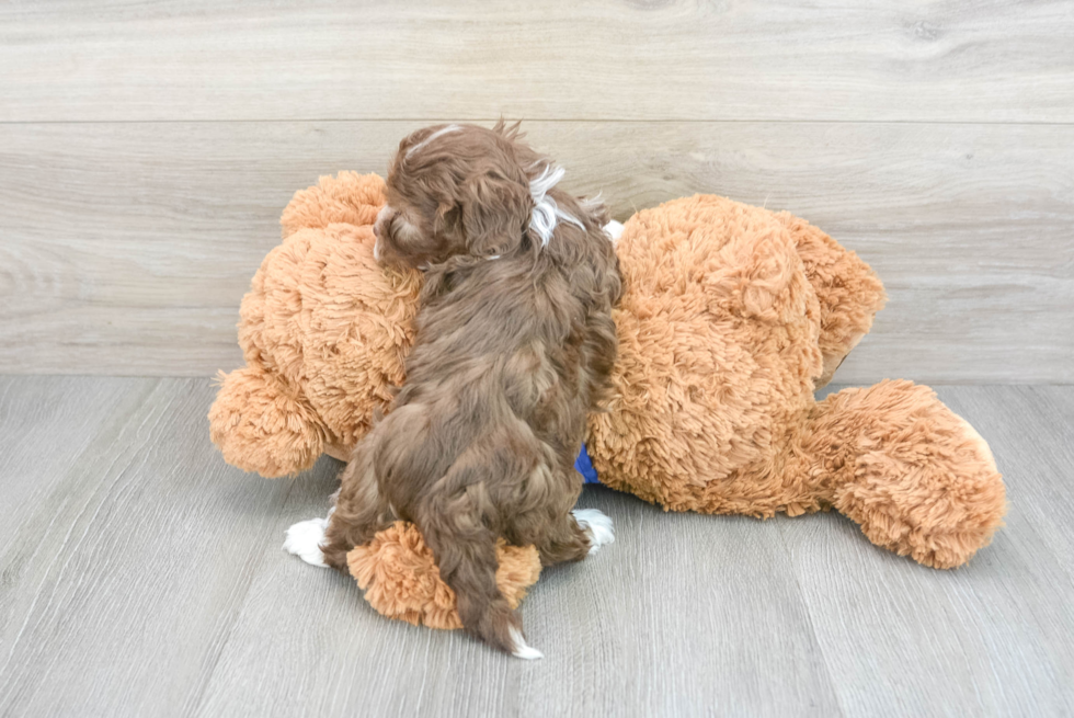 Fluffy Havapoo Poodle Mix Pup