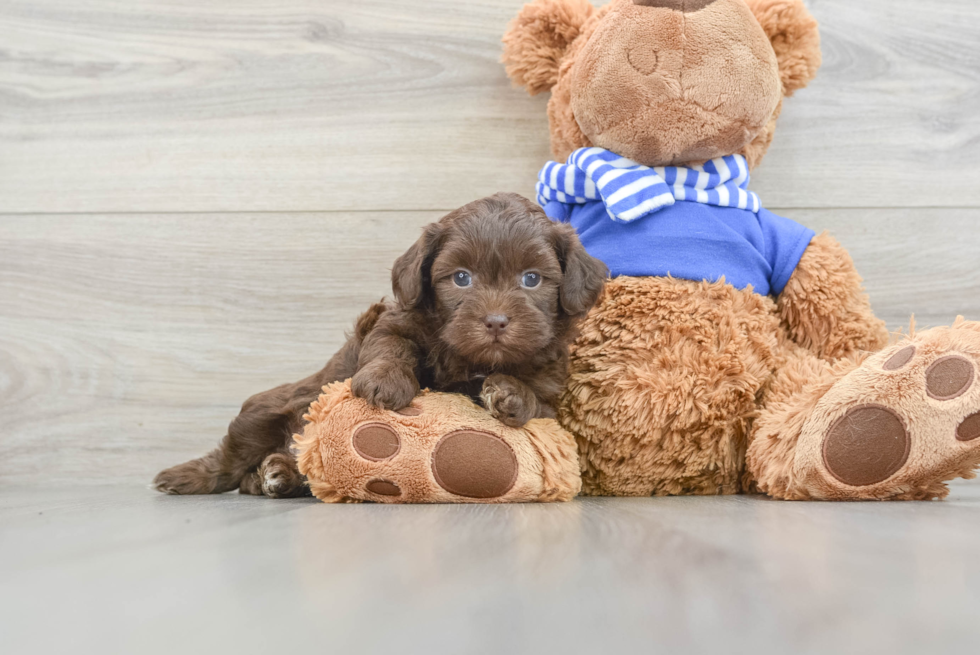 Smart Havapoo Poodle Mix Pup