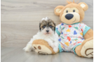 Petite Havapoo Poodle Mix Pup