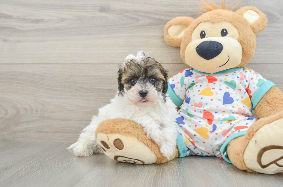 5 week old Havapoo Puppy For Sale - Premier Pups