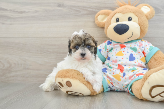 Petite Havapoo Poodle Mix Pup