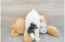 Energetic Havadoodle Poodle Mix Puppy
