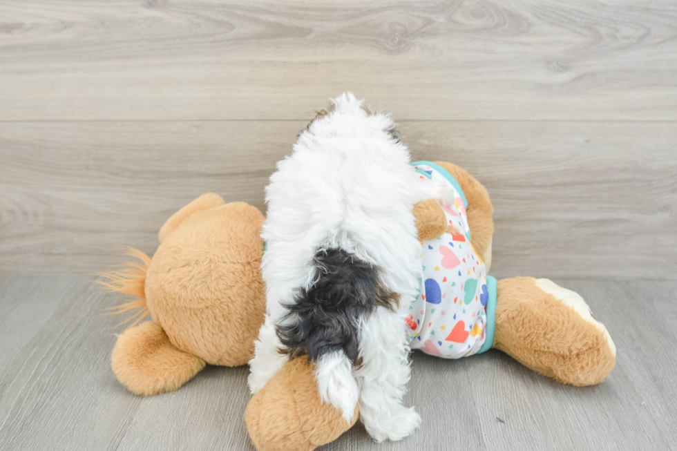 Energetic Havadoodle Poodle Mix Puppy