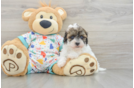 Havapoo Pup Being Cute