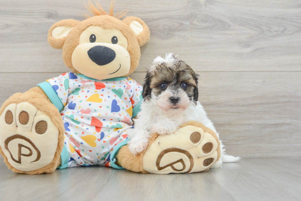 Havapoo Pup Being Cute