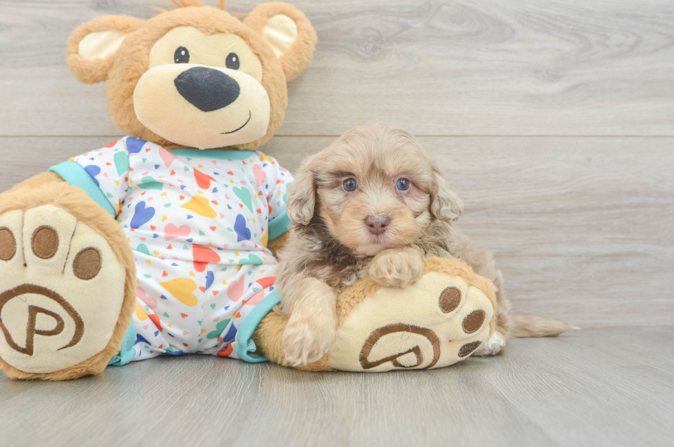 6 week old Havapoo Puppy For Sale - Premier Pups