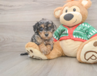 6 week old Havapoo Puppy For Sale - Premier Pups