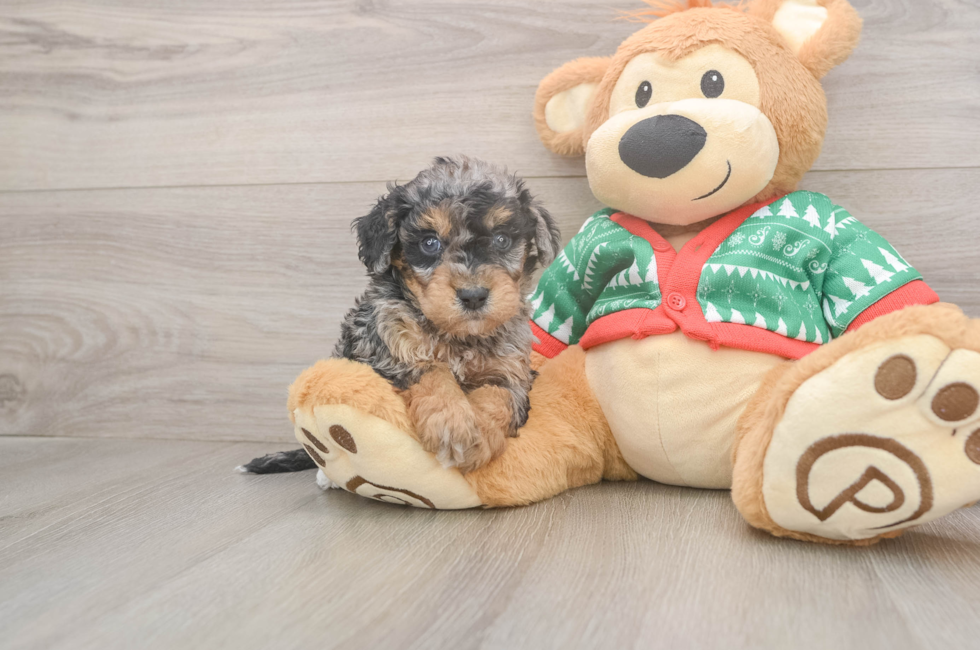 5 week old Havapoo Puppy For Sale - Premier Pups