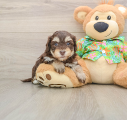 6 week old Havapoo Puppy For Sale - Premier Pups