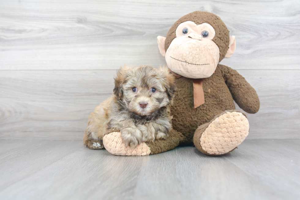 Fluffy Havapoo Poodle Mix Pup