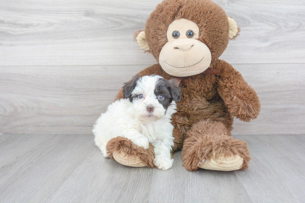 Energetic Havadoodle Poodle Mix Puppy