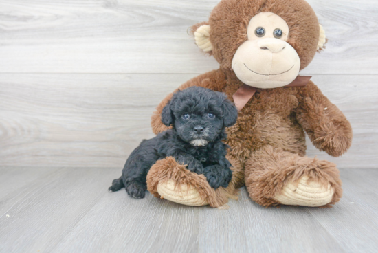 Energetic Havanese Poodle Mix Puppy