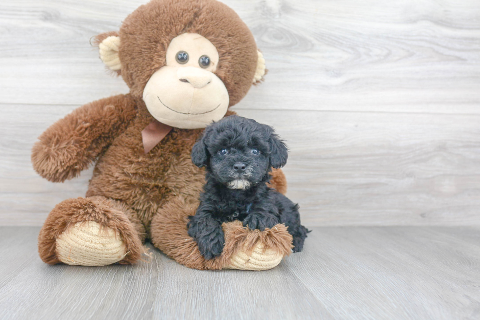 Fluffy Havapoo Poodle Mix Pup