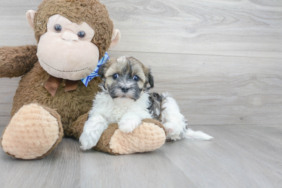 Funny Havapoo Poodle Mix Pup