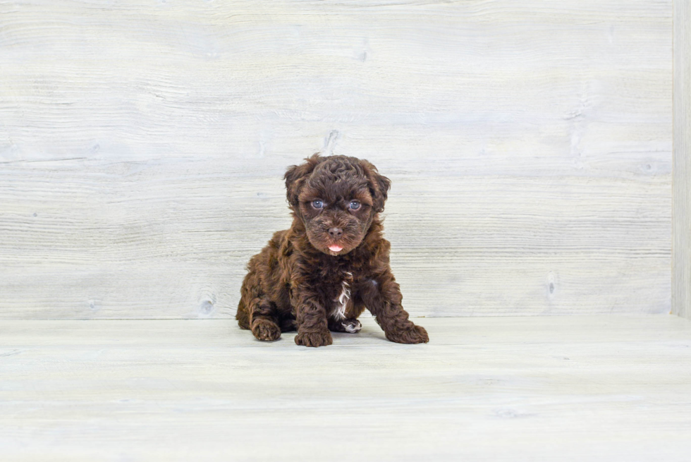 Hypoallergenic Havadoodle Poodle Mix Puppy