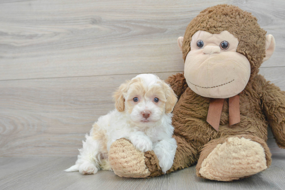 Smart Havapoo Poodle Mix Pup