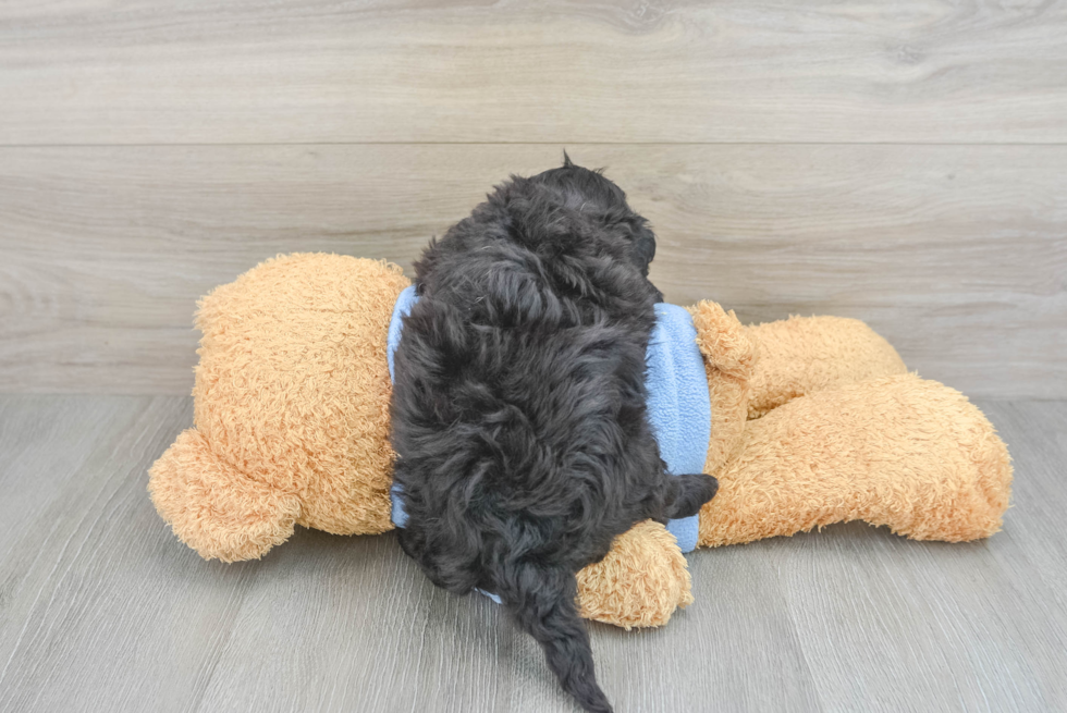 Little Havadoodle Poodle Mix Puppy