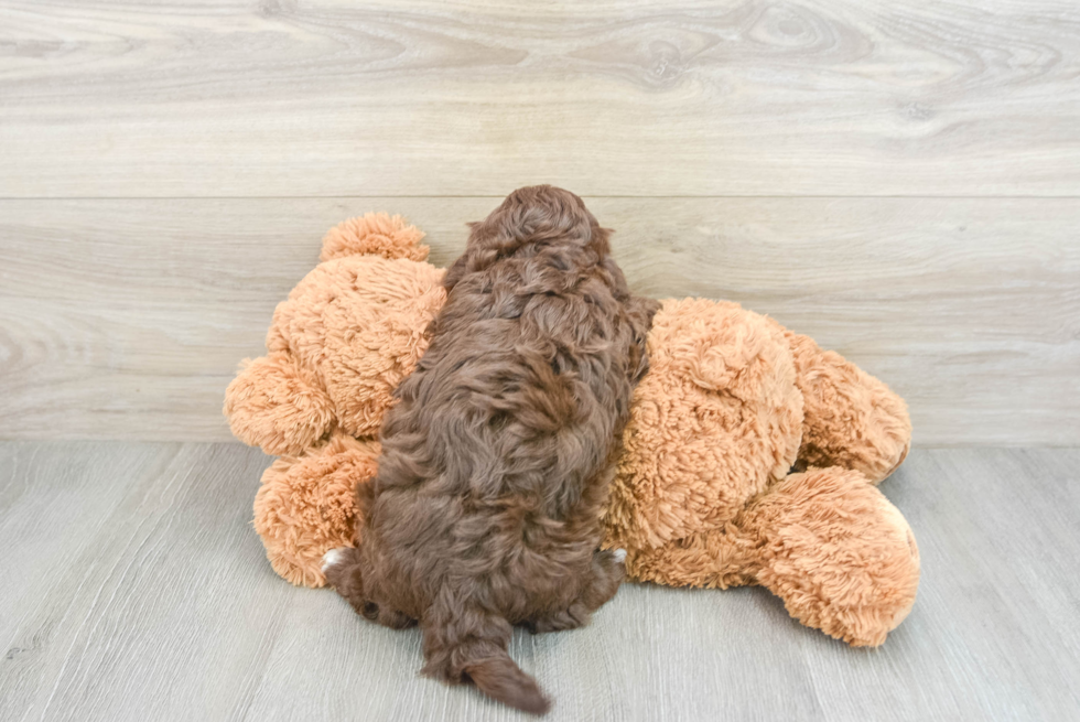 Funny Havapoo Poodle Mix Pup